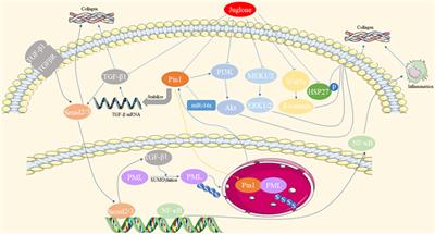 The molecular mechanisms of peptidyl-prolyl cis/trans isomerase Pin1 and its relevance to kidney disease